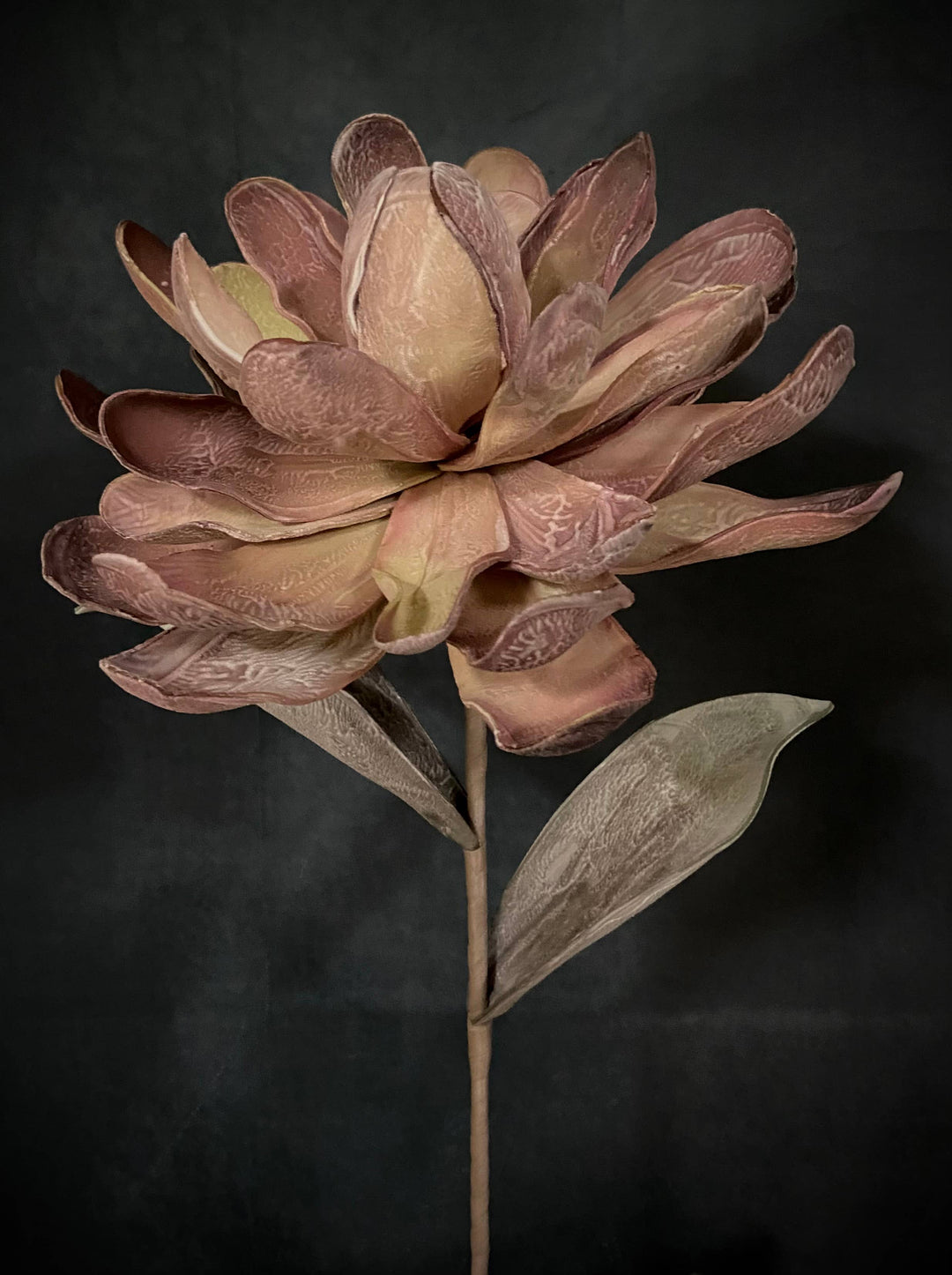 MULTI-COLOR SUCCULENT