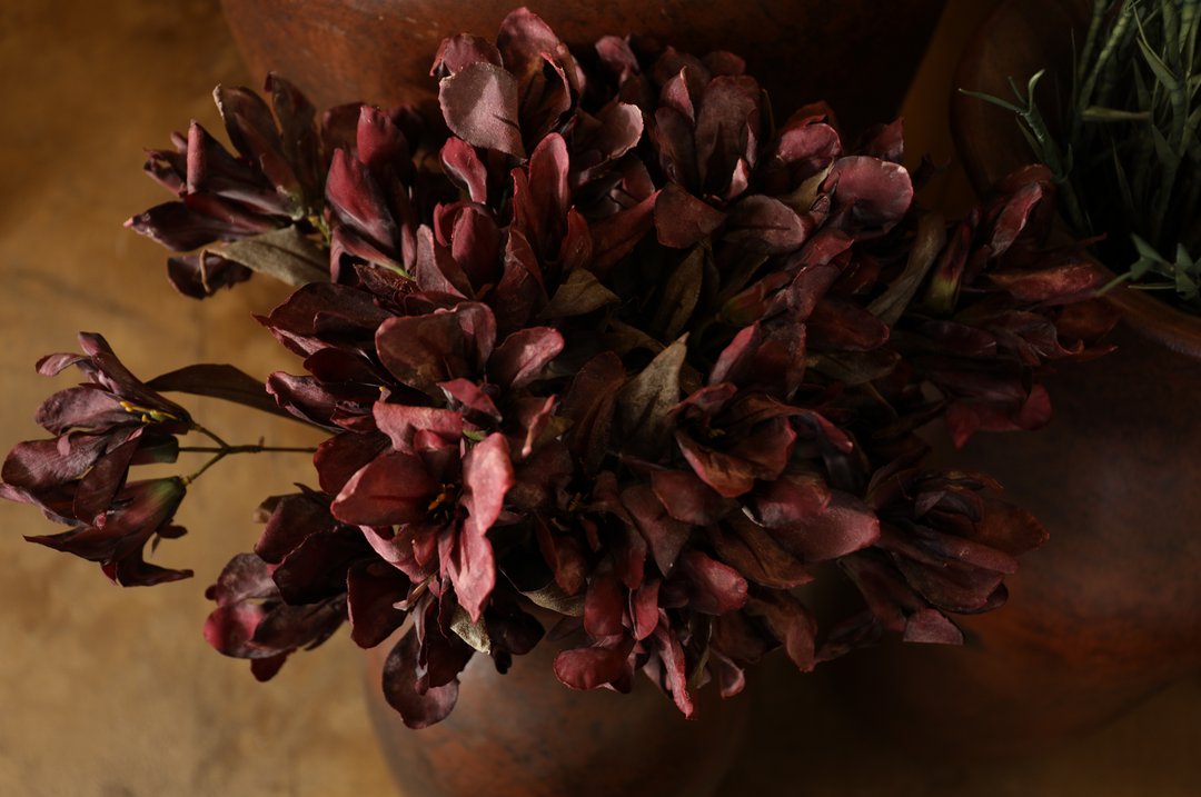 Canna Spray Stem (Individual)
